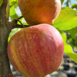 Pommier Rubinette