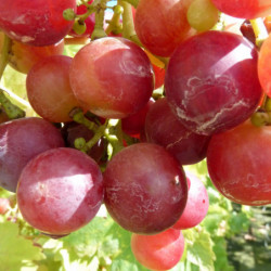Vitis vinifera ‘Cardinal’