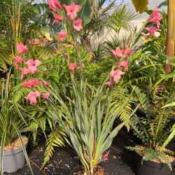 Gladiolus ochroleucus