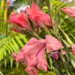 Gladiolus ochroleucus