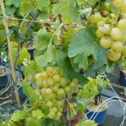 Vitis vinifera ‘Chasselas Doré’