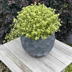 Pittosporum tenuifolium ‘Midget’