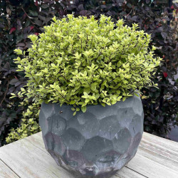 Pittosporum tenuifolium ‘Midget’