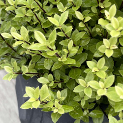 Pittosporum tenuifolium ‘Midget’