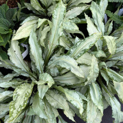 Pulmonaria 'Silver Bouquet' ® - Pulmonaire