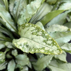 Pulmonaria ‘Silver Bouquet‘