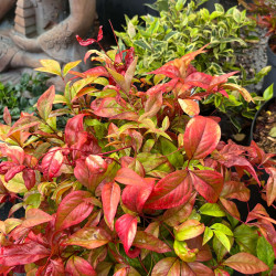 Nandina domestica ‘Fire Power’
