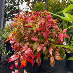 Nandina domestica ‘Fire Power’