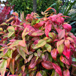 Nandina domestica ‘Fire Power’