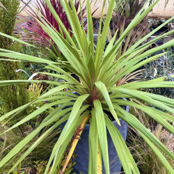 Cordyline australis 'Peko'