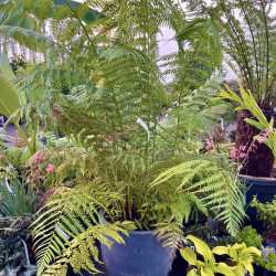 Dicksonia antarctica