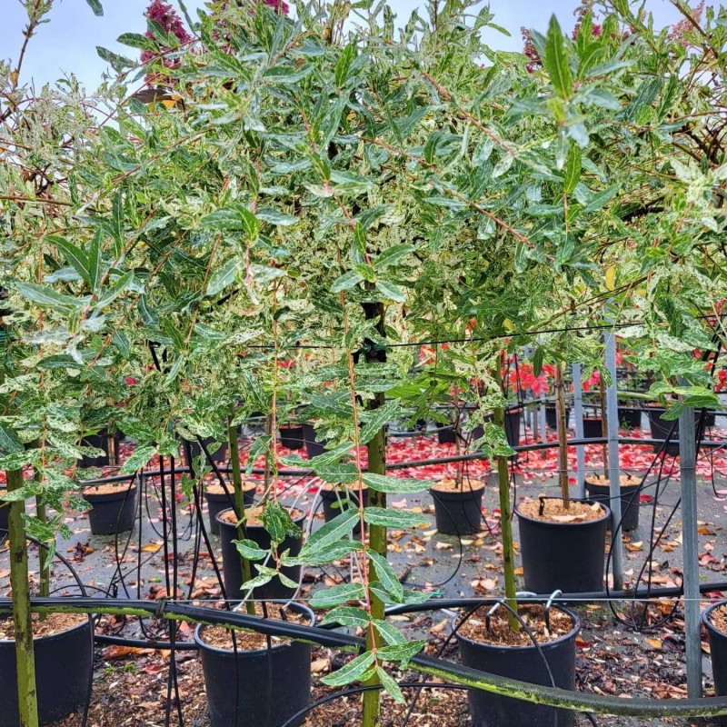 Salix integra 'Flamingo' - Saule crevette