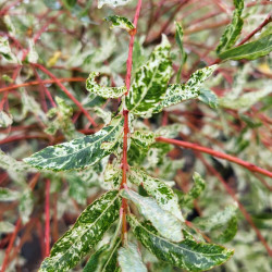 Salix integra 'Flamingo' - Saule crevette