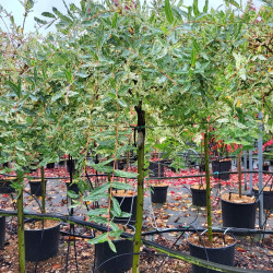 Salix integra 'Flamingo' - Saule crevette