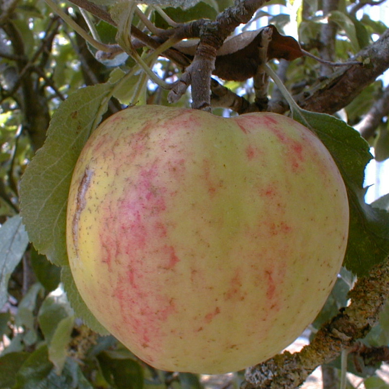 Malus domestica ‘Chailleux’