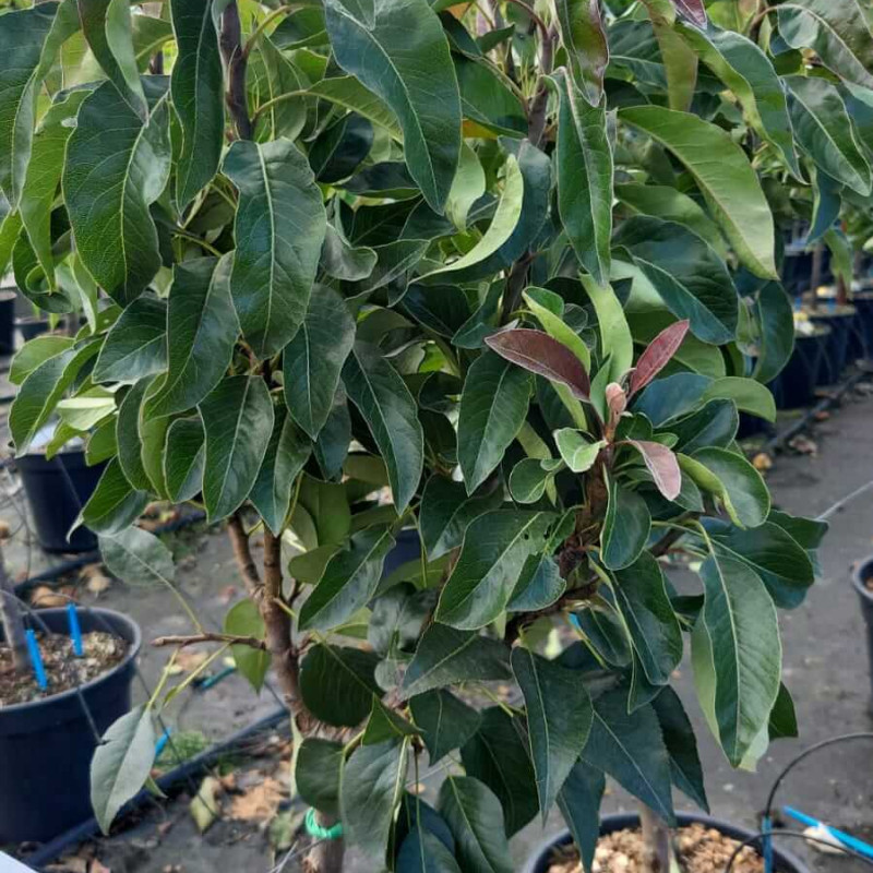 Pyrus communis 'Gem' ® Garden - Pyred - Poirier
