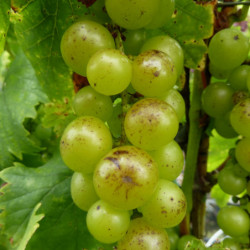 Vitis vinifera ‘Muscat Blanc’