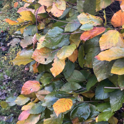 Fagus sylvatica 'Atropunicea' - Hêtre pourpre