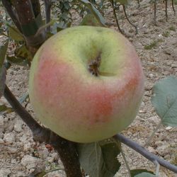 Pommier Reinette de Caux
