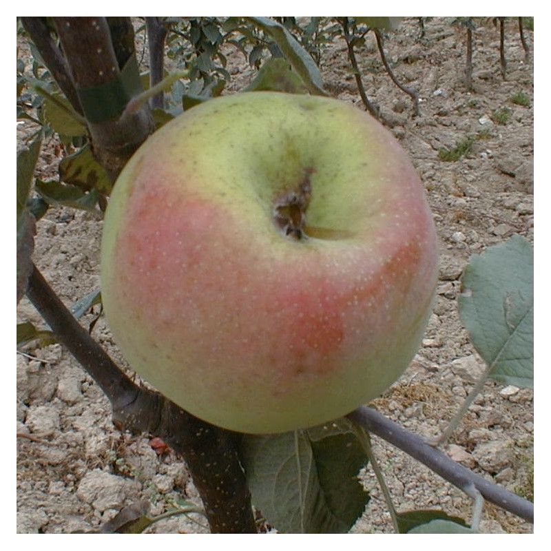 Pommier Reinette de Caux