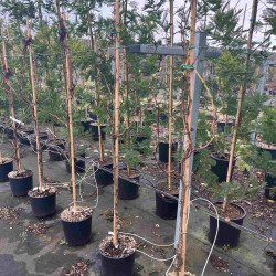 Vitis vinifera ‘Centennial Seedless’
