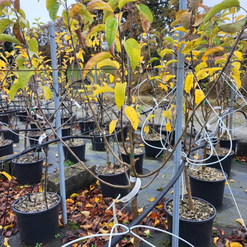 Pommier Golden Delicious