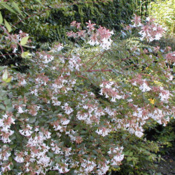 Abelia grandiflora