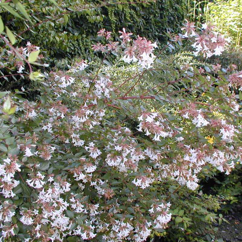 Abelia grandiflora