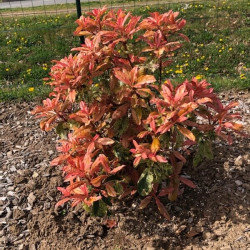 Photinia serratifolia 'Pink Crispy' ® - 'Oploo 5'