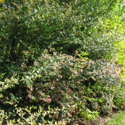 Abelia grandiflora