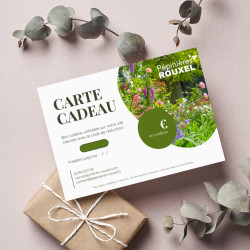 CARTE CADEAU