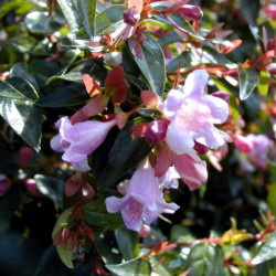 Abelia grandiflora ‘Edouard Goucher’