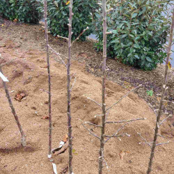 Malus domestica 'Chataignier' - Pommier