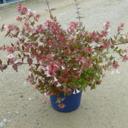 Abelia grandiflora ‘Edouard Goucher’