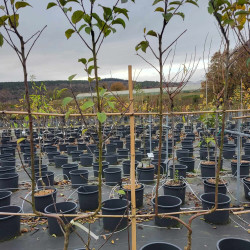 Malus domestica 'Calville Blanc' - Pommier