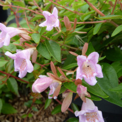 Abelia grandiflora ‘Edouard Goucher’