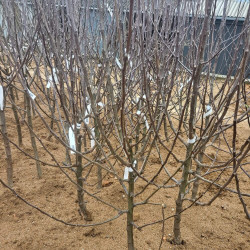 Malus domestica 'Reinette Clochard' - Pommier