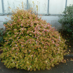 Abélia grandiflora Kaléidoscope