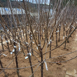 Prunus avium ‘Géant d'Hédelfingen’