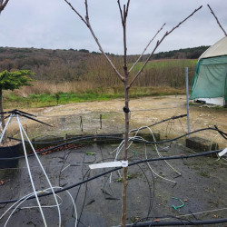 Prunus avium 'Burlat' - Cerisier