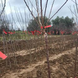 Prunus avium 'Burlat' - Cerisier