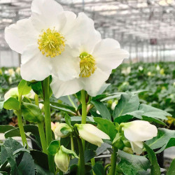 Helleborus niger 'Mon Rêve' ® - Hellébore