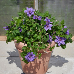Clematis ‘Tudor - Sibyl