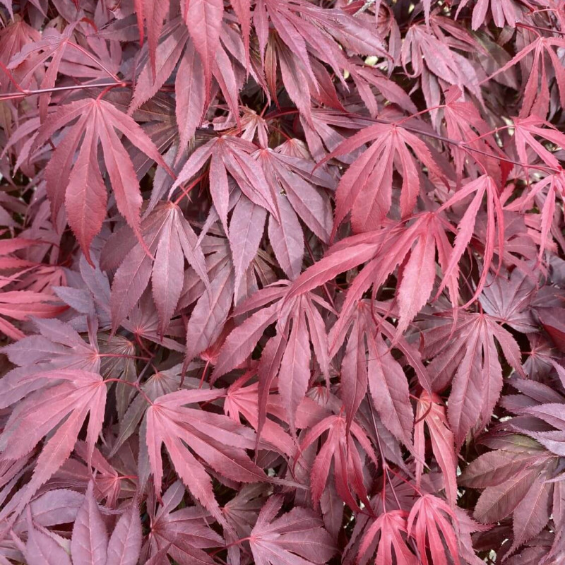 Acer palmatum 'Oregon Sunset' - Érable japonais