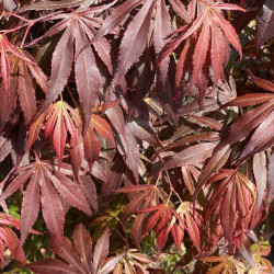 Acer palmatum 'Oregon Sunset' - Érable japonais