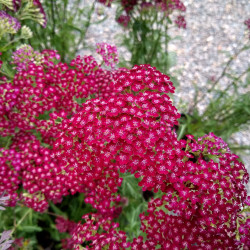 Achillea millefolium Summerwine