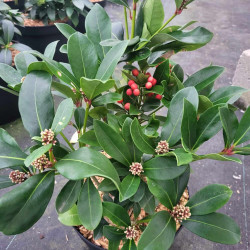 Skimmia japonica ‘Temptation