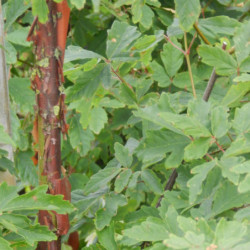 Acer griseum