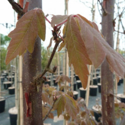 Acer griseum