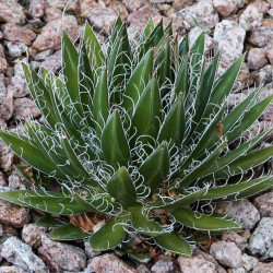 Agave black widow